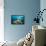 Starfish in Coral Reef (Linckia)-Reinhard Dirscherl-Framed Premier Image Canvas displayed on a wall