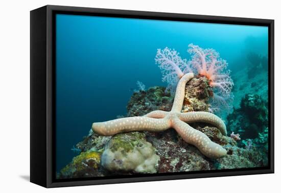Starfish in Coral Reef (Linckia)-Reinhard Dirscherl-Framed Premier Image Canvas
