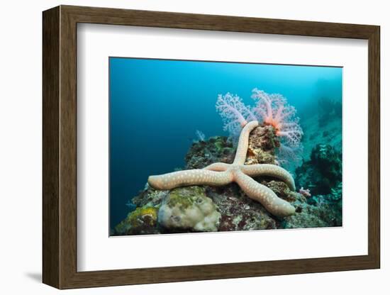 Starfish in Coral Reef (Linckia)-Reinhard Dirscherl-Framed Photographic Print