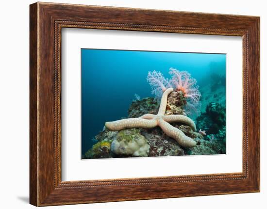 Starfish in Coral Reef (Linckia)-Reinhard Dirscherl-Framed Photographic Print