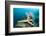 Starfish in Coral Reef (Linckia)-Reinhard Dirscherl-Framed Photographic Print