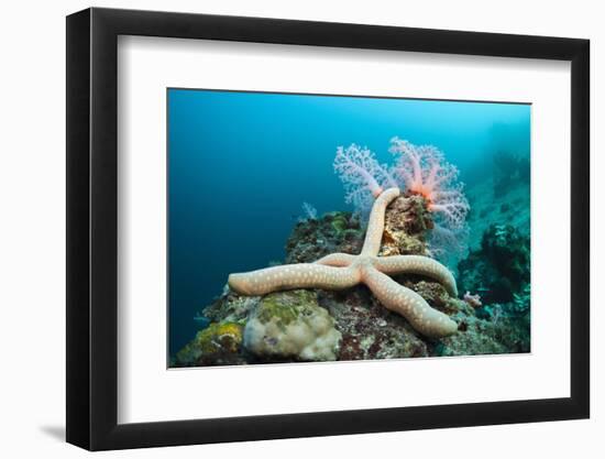 Starfish in Coral Reef (Linckia)-Reinhard Dirscherl-Framed Photographic Print