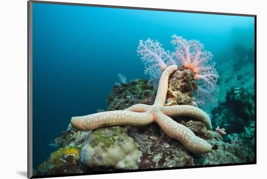Starfish in Coral Reef (Linckia)-Reinhard Dirscherl-Mounted Photographic Print