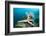 Starfish in Coral Reef (Linckia)-Reinhard Dirscherl-Framed Photographic Print