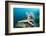 Starfish in Coral Reef (Linckia)-Reinhard Dirscherl-Framed Photographic Print