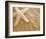 Starfish in the Sand-null-Framed Art Print