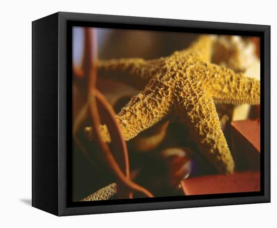 Starfish IV-Philip Clayton-thompson-Framed Stretched Canvas