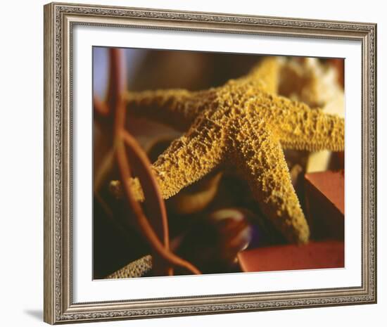 Starfish IV-Philip Clayton-thompson-Framed Photo