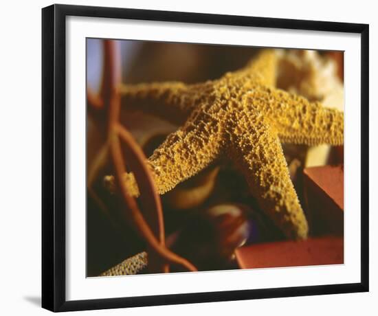 Starfish IV-Philip Clayton-thompson-Framed Photo