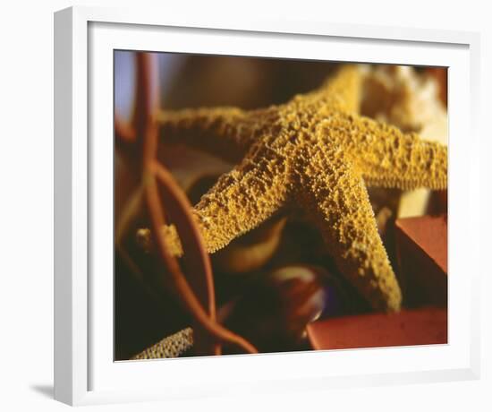 Starfish IV-Philip Clayton-thompson-Framed Photo