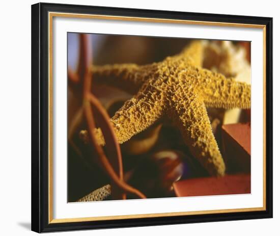 Starfish IV-Philip Clayton-thompson-Framed Photo