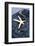 Starfish, Jeans, Pocket-Andrea Haase-Framed Photographic Print