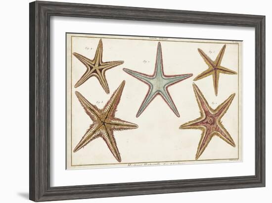 Starfish Naturelle I-Denis Diderot-Framed Art Print