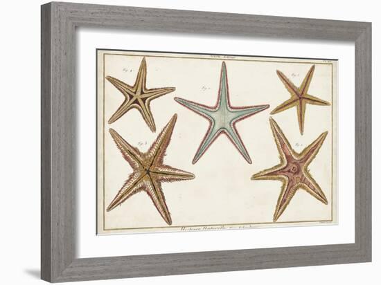 Starfish Naturelle I-Denis Diderot-Framed Art Print