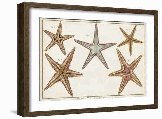 Starfish Naturelle I-Denis Diderot-Framed Art Print