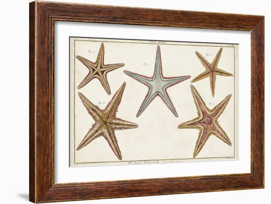 Starfish Naturelle I-Denis Diderot-Framed Art Print