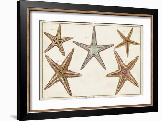 Starfish Naturelle I-Denis Diderot-Framed Art Print