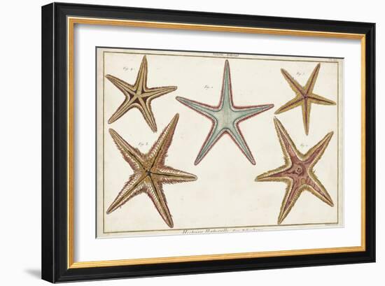 Starfish Naturelle I-Denis Diderot-Framed Art Print