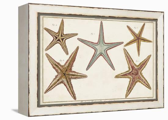 Starfish Naturelle I-Denis Diderot-Framed Stretched Canvas