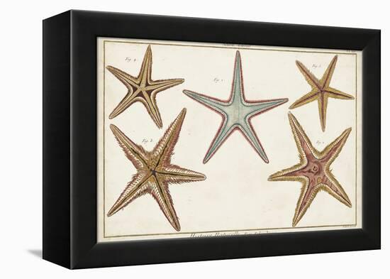 Starfish Naturelle I-Denis Diderot-Framed Stretched Canvas