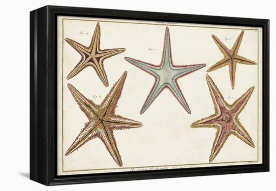 Starfish Naturelle I-Denis Diderot-Framed Stretched Canvas