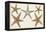 Starfish Naturelle I-Denis Diderot-Framed Stretched Canvas