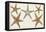 Starfish Naturelle I-Denis Diderot-Framed Stretched Canvas