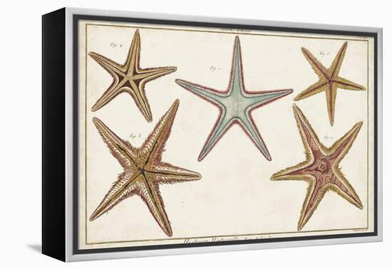 Starfish Naturelle I-Denis Diderot-Framed Stretched Canvas