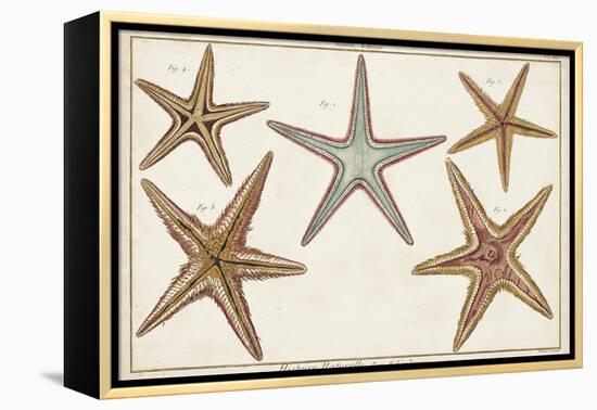 Starfish Naturelle I-Denis Diderot-Framed Stretched Canvas