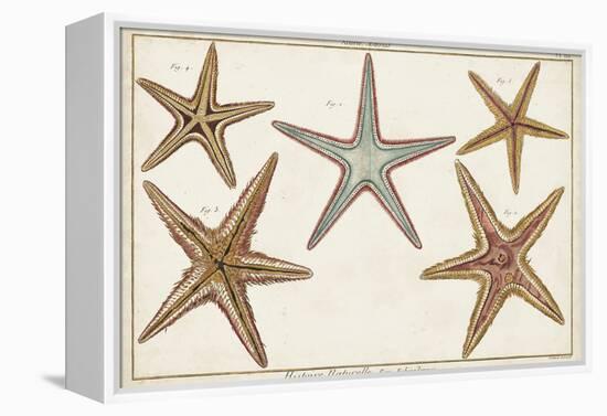 Starfish Naturelle I-Denis Diderot-Framed Stretched Canvas