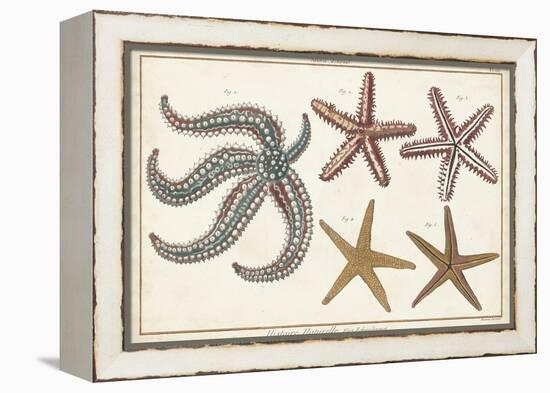 Starfish Naturelle II-Denis Diderot-Framed Stretched Canvas