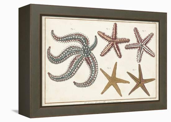 Starfish Naturelle II-Denis Diderot-Framed Stretched Canvas