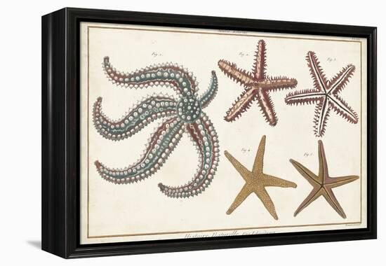 Starfish Naturelle II-Denis Diderot-Framed Stretched Canvas