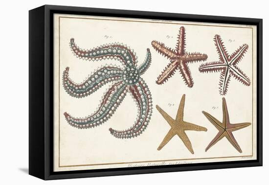 Starfish Naturelle II-Denis Diderot-Framed Stretched Canvas