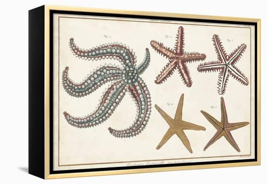 Starfish Naturelle II-Denis Diderot-Framed Stretched Canvas