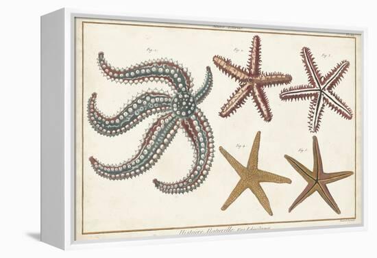 Starfish Naturelle II-Denis Diderot-Framed Stretched Canvas