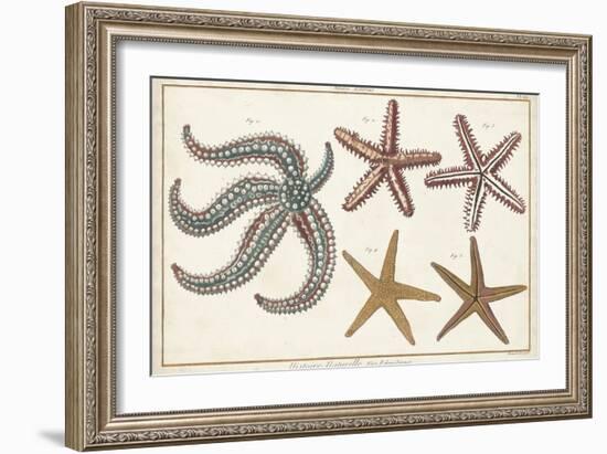 Starfish Naturelle II-Denis Diderot-Framed Art Print