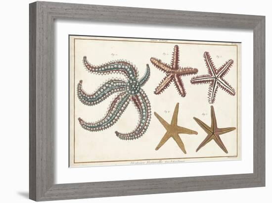 Starfish Naturelle II-Denis Diderot-Framed Art Print