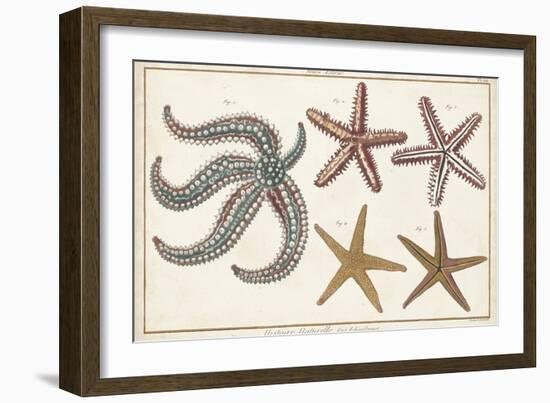 Starfish Naturelle II-Denis Diderot-Framed Art Print