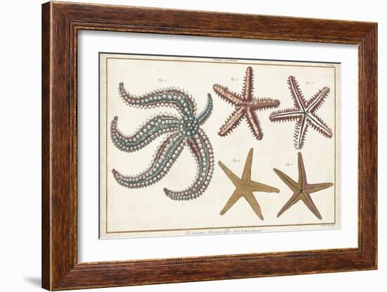 Starfish Naturelle II-Denis Diderot-Framed Art Print