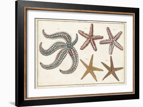 Starfish Naturelle II-Denis Diderot-Framed Art Print