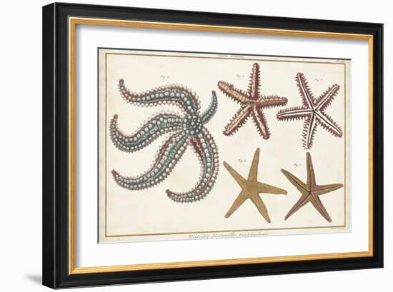 Starfish Naturelle II-Denis Diderot-Framed Art Print