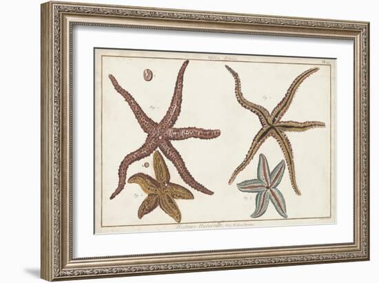 Starfish Naturelle III-Denis Diderot-Framed Art Print