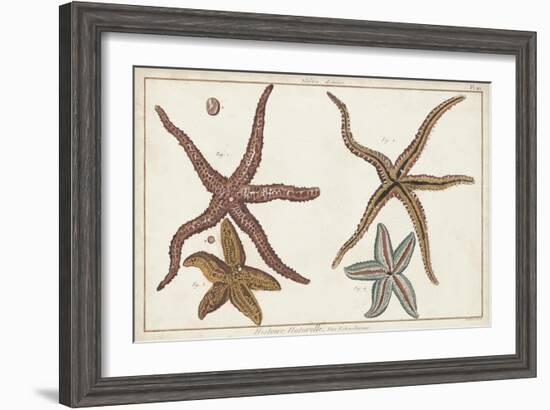 Starfish Naturelle III-Denis Diderot-Framed Art Print