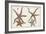 Starfish Naturelle III-Denis Diderot-Framed Art Print