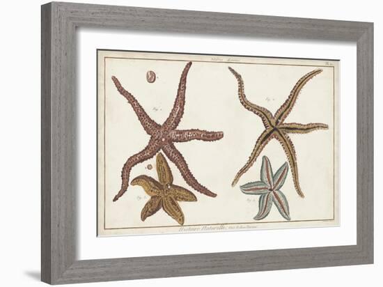 Starfish Naturelle III-Denis Diderot-Framed Art Print