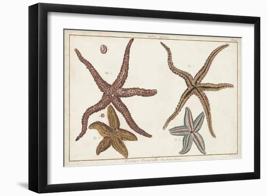 Starfish Naturelle III-Denis Diderot-Framed Art Print