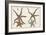 Starfish Naturelle III-Denis Diderot-Framed Art Print