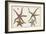 Starfish Naturelle III-Denis Diderot-Framed Art Print