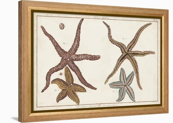 Starfish Naturelle III-Denis Diderot-Framed Stretched Canvas